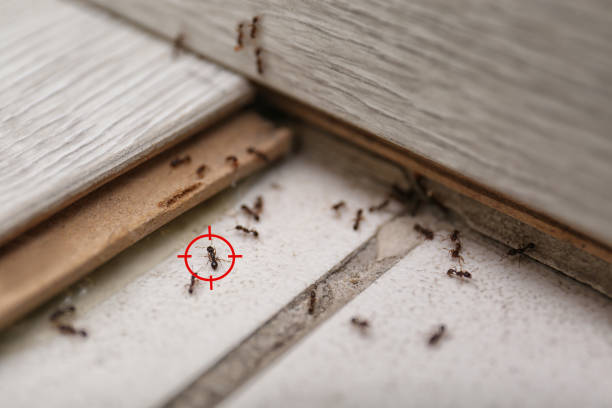Best Emergency Pest Control  in Del Monte Forest, CA